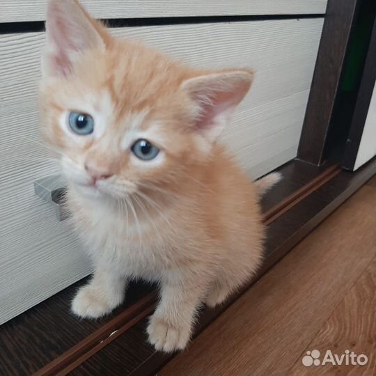 Котята