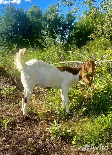 Коза камори 87%