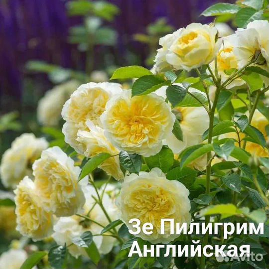 Саженцы роз
