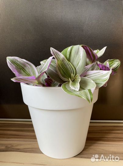 Сортовые традесканции.Комнатные растения