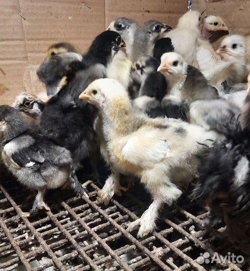 Цыплята Кохинхин