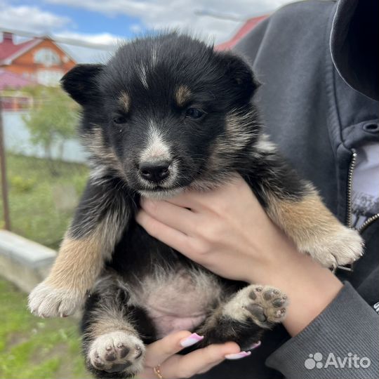 Хаски в добрые руки девочка