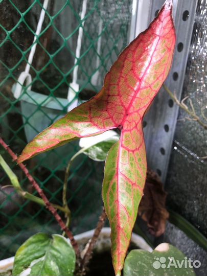 Цитросперма Cyrtosperma Johnstonii