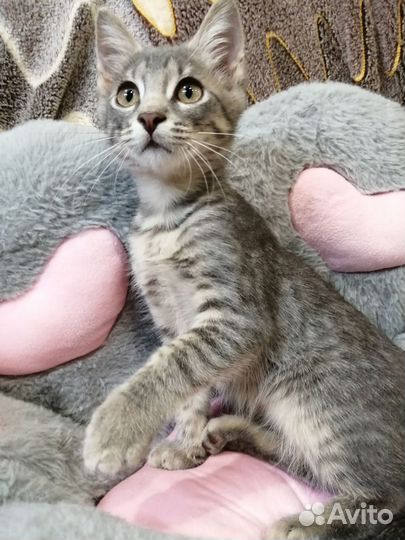 Котенок Игорь, окрас дворянский вискас (серый)