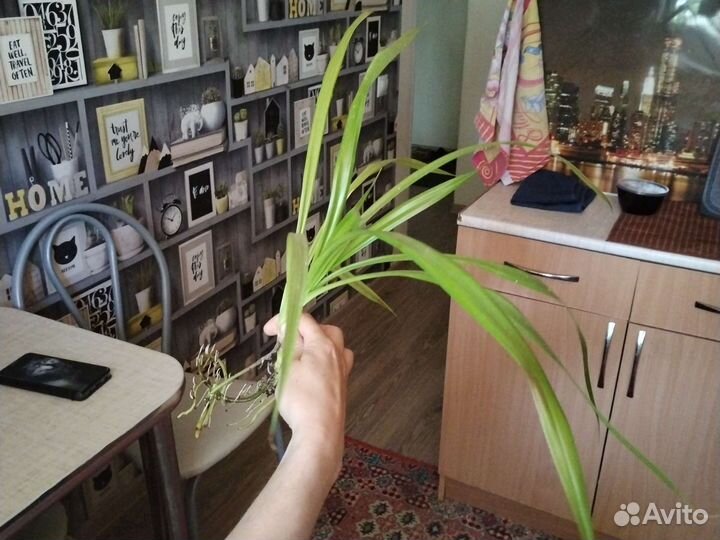 Пальма панданус