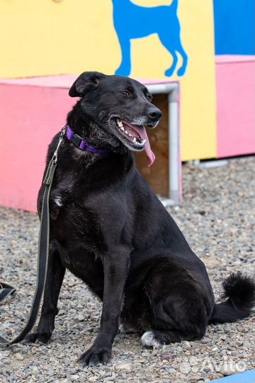 Собака Блэр