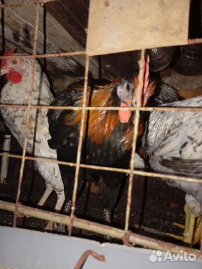 Молодые петухи