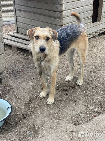 Отдам в добрые руки