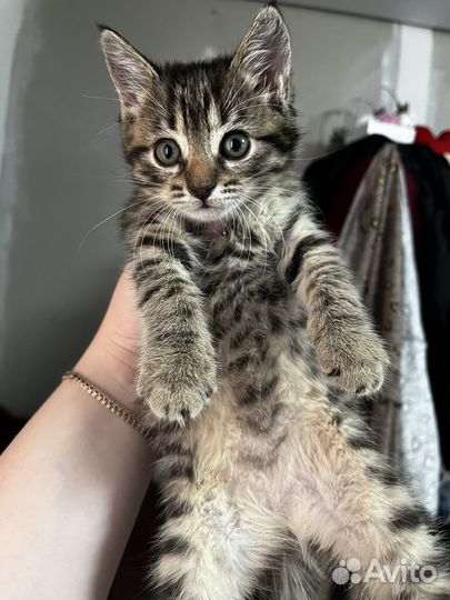 Котенок в добрые руки