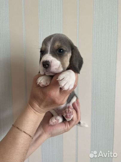 Щенки бигль