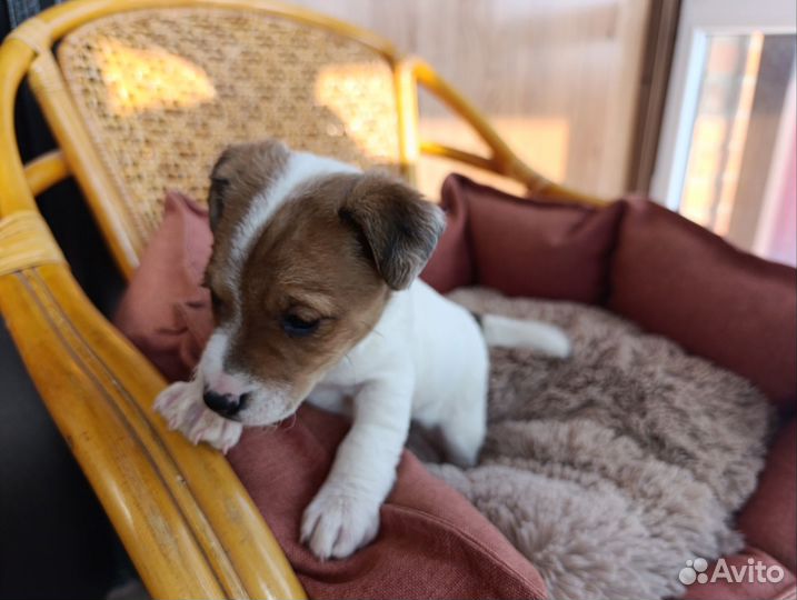 Щенки джек рассел терьер