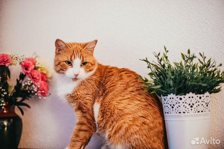Кошки