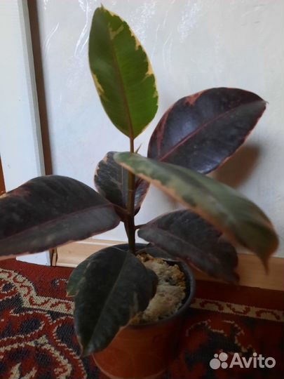 Фикус тинеке и белиз