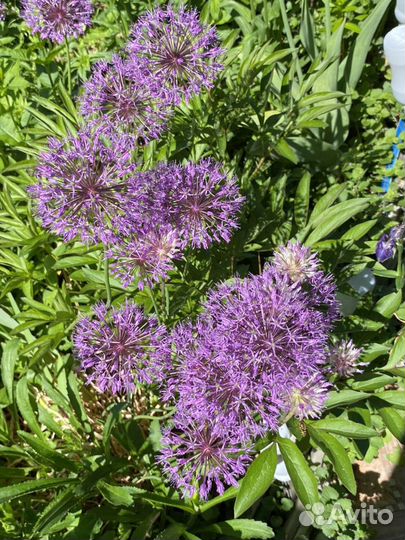 Многолетники саженцы цветы плодовые