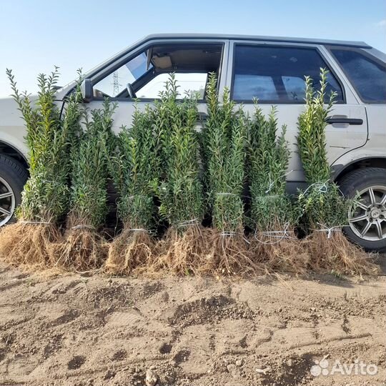 Саженцы лигуструм, бирючина 1,2 года опт