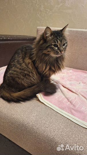 Кошечка Нюся