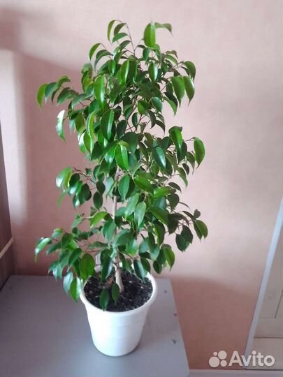 Фикус Бенджамина Даниель