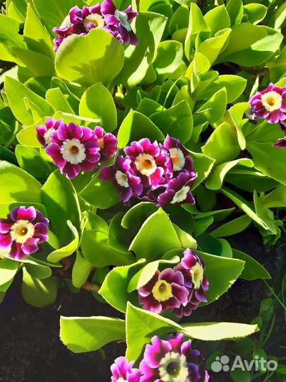 Многолетники