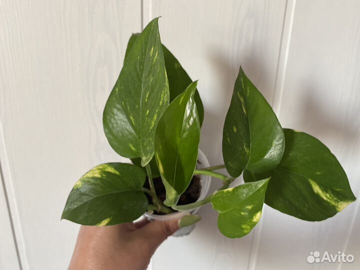 Эпипремнумы