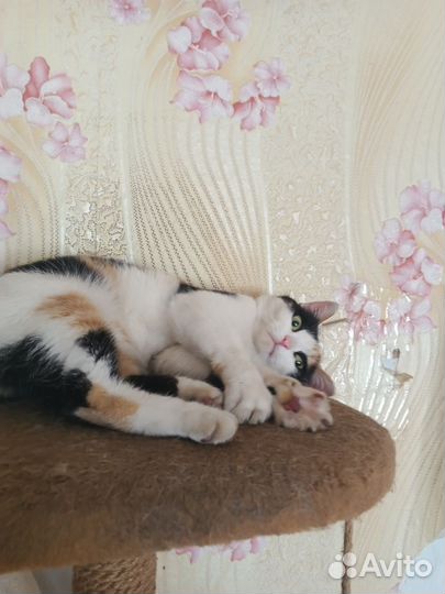 Отдам в добрые руки