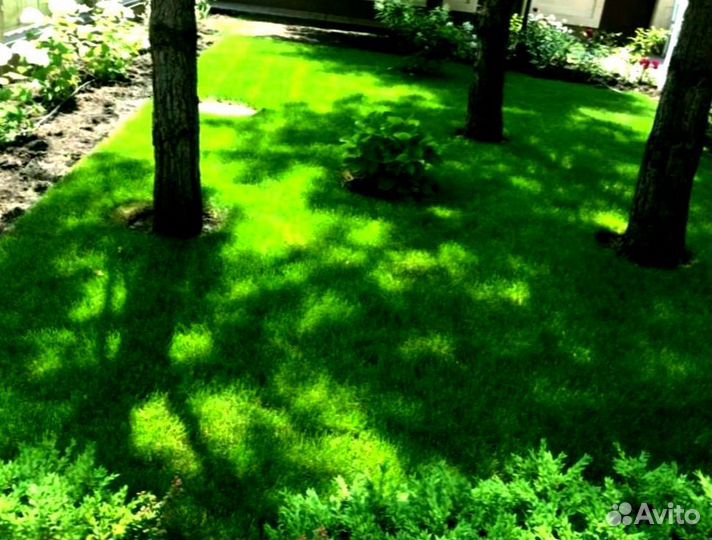 Рулонный газон