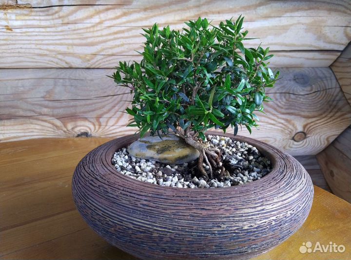 Мирт. Бонсай