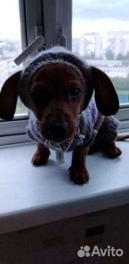 Передержка любимых питомцев