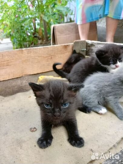Отдам котят