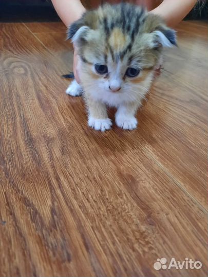 Котята