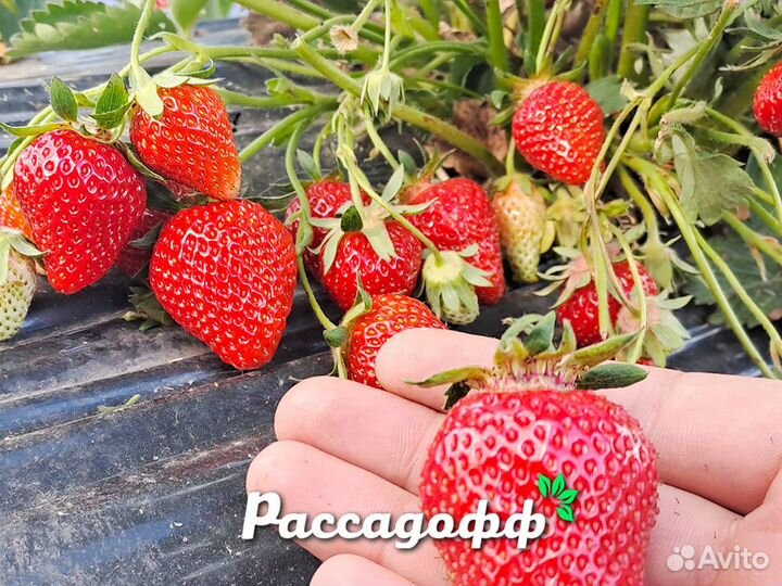 Рассада клубники. Опт от 64 шт