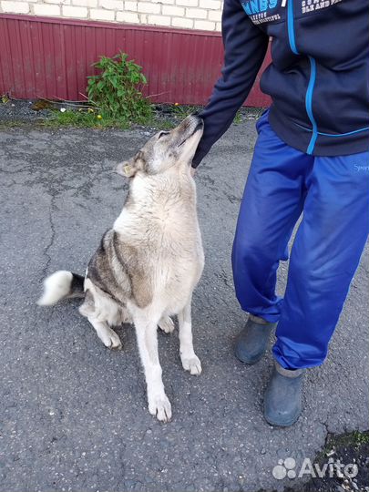 Собака в добрые руки