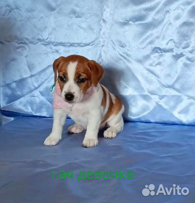 Щенки джек рассел терьер