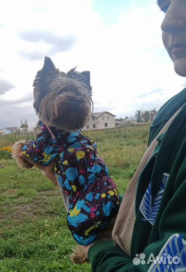 Одежда для собак мелких пород