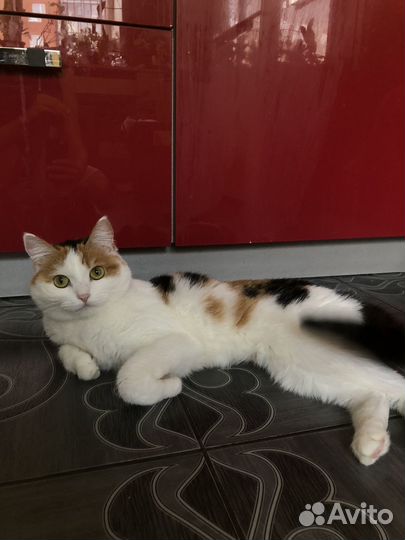 Лапочка девочка