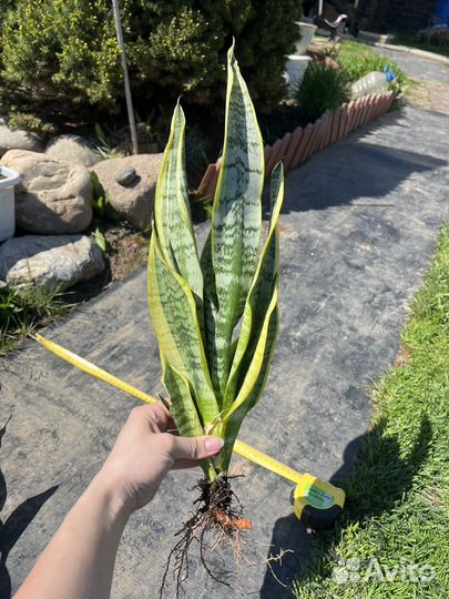 Сансевиерия тещин язык