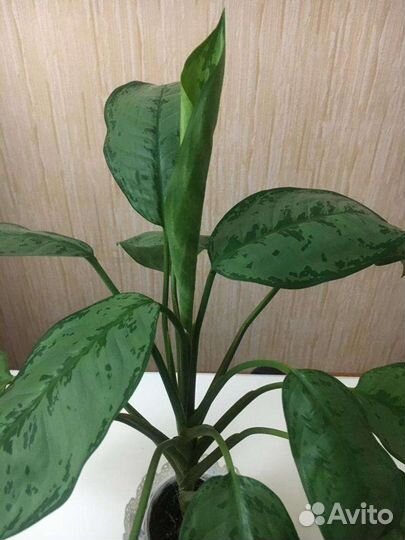 Аглаонема с 2мя большими детками