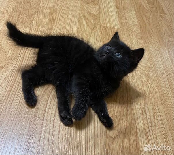 Котята