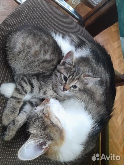 Коты и кошечки