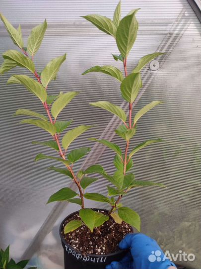 Гортензия саженцы