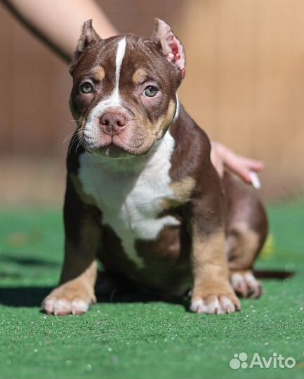 Американский булли покет щенок мальчик