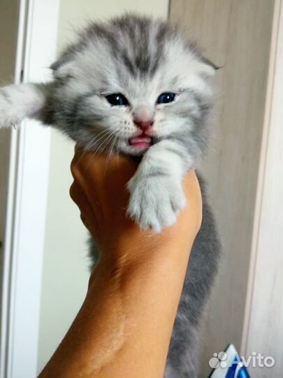 Шотландский полосатый вислоухий кот