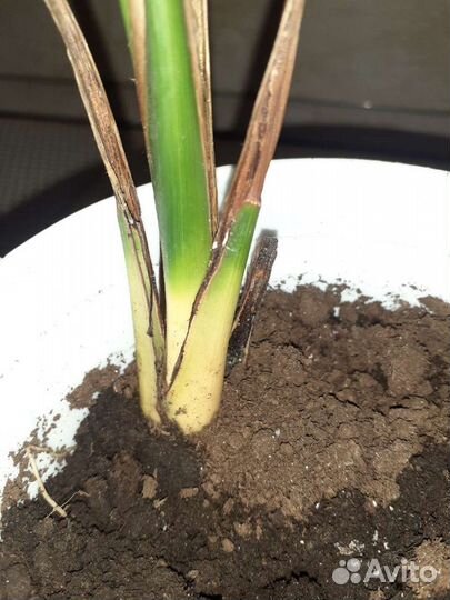 Финиковая пальма