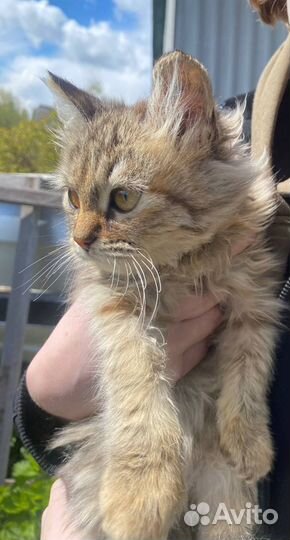 Котята