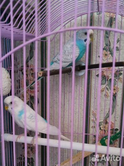 Волнистый попугай пара