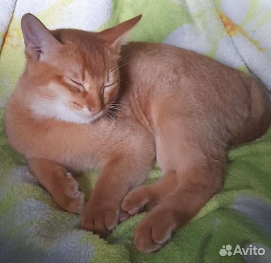 Абиссинский котенок