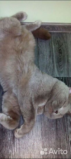 Британец для вязки