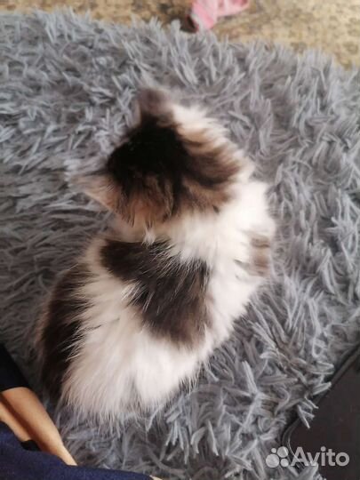 Кошка в дар бесплатно