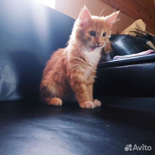 Маленькое рыжее чудо