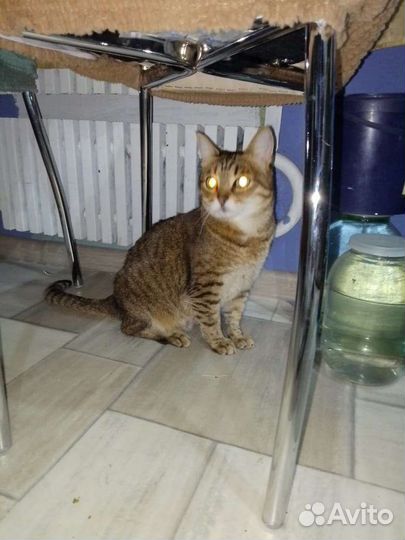 Кот