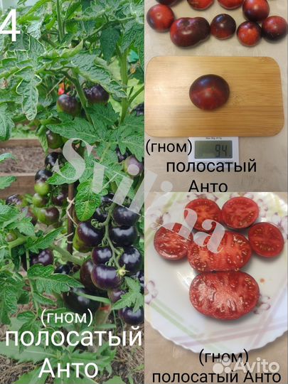 Семена томатов